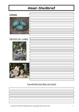 Amsel-Steckbrief-C-3.pdf